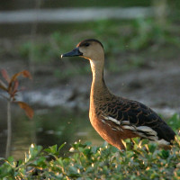 Wandering Whistling-Duck